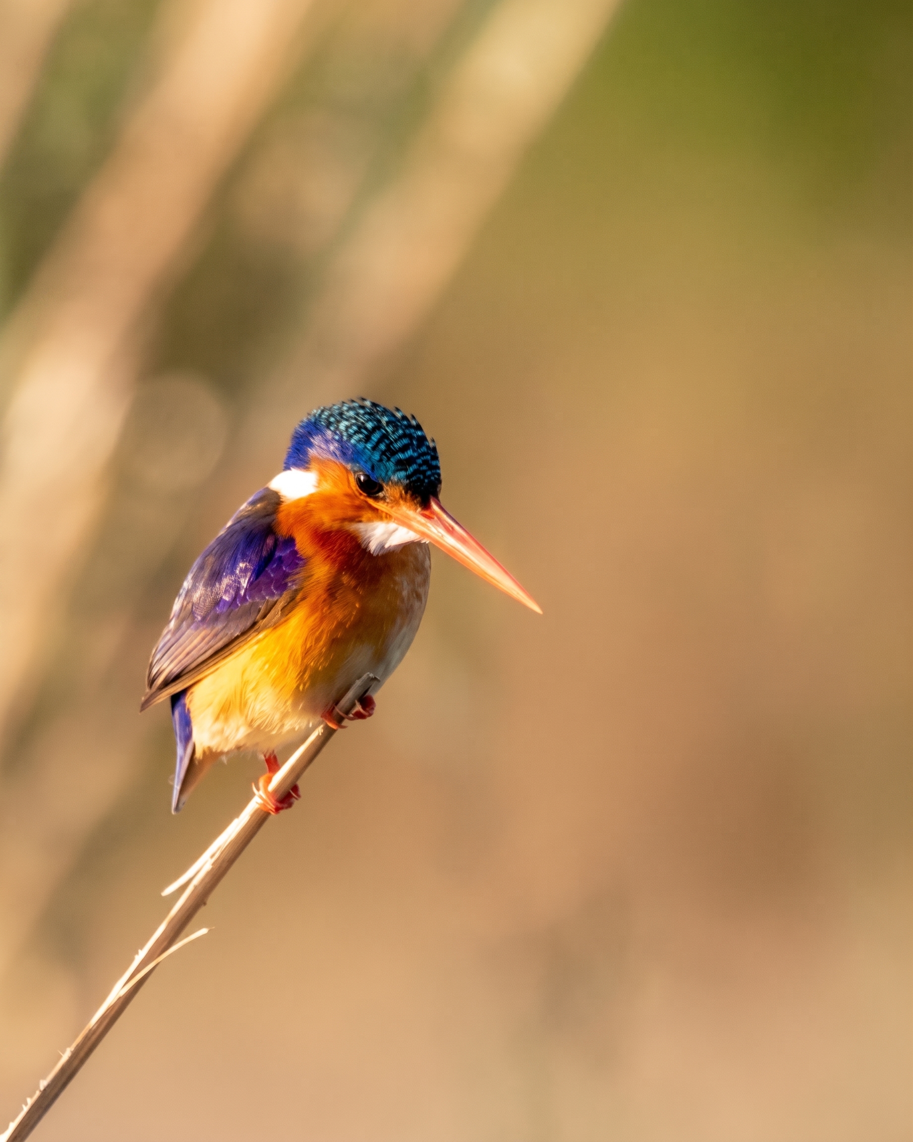 Birdlife against open sky