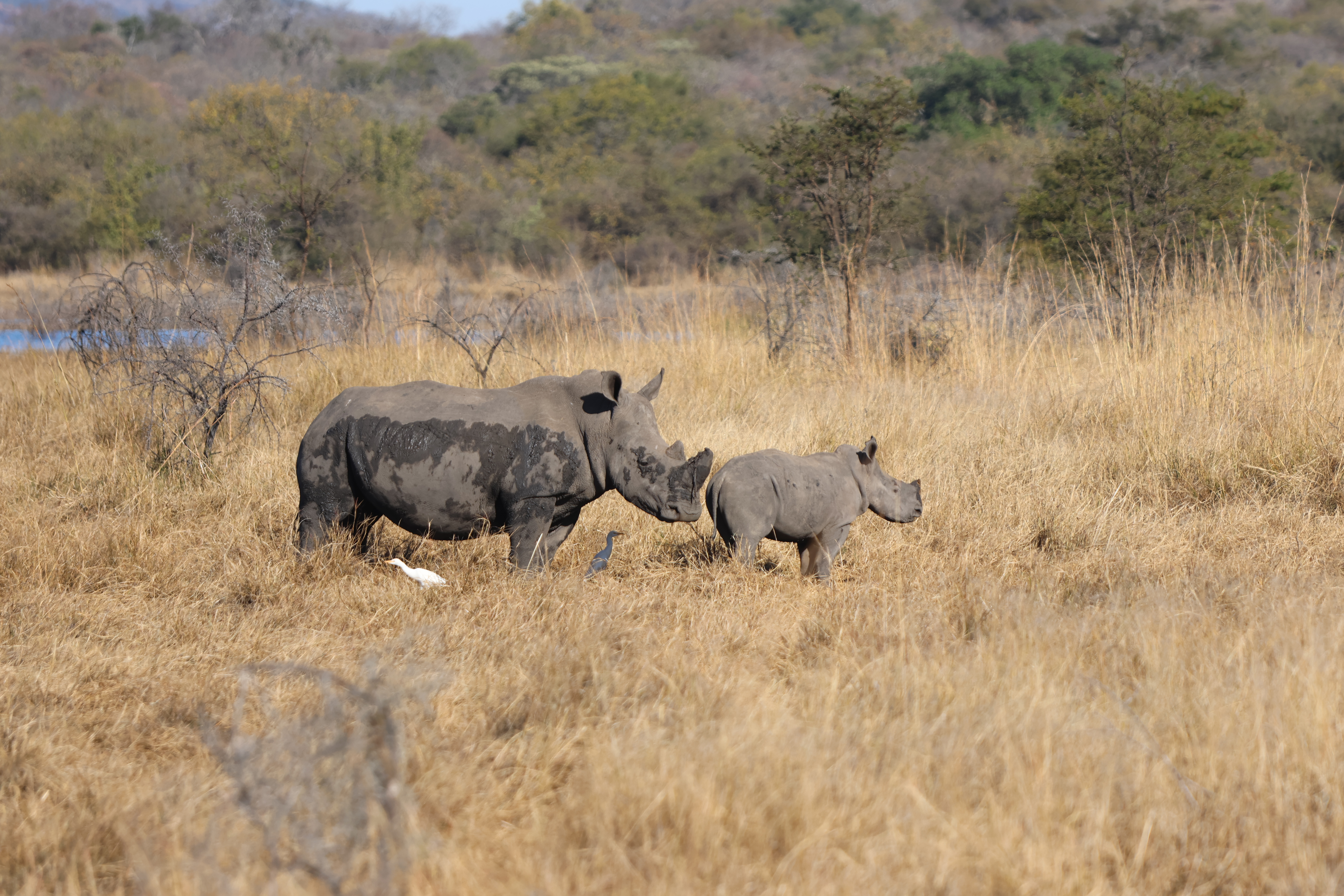 Plains game in African woodland near a lake