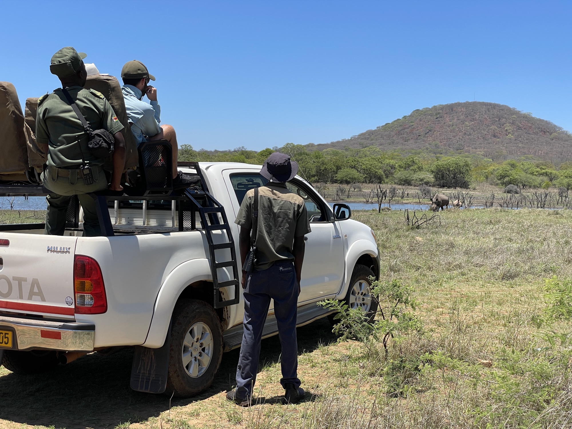 White rhino sighting on a Game Drive near Romelda